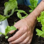 O que plantar em Janeiro?